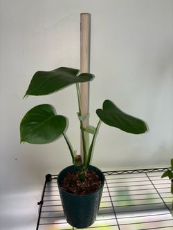 Monstera Deliciosa