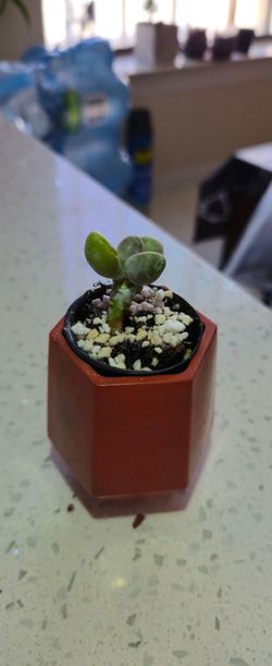 Small Succulent in Pot