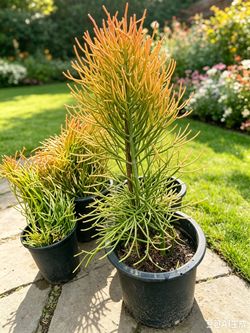 Fire stick Euphorbia Tirucalli Potted Succulent Plant