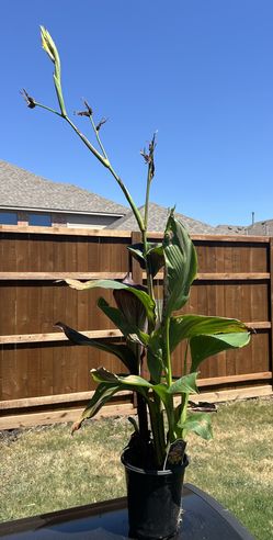 Rare Cleopatra Canna Lilly - Super Beautiful