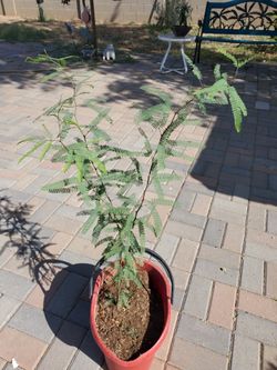 Mesquite sin espina,$20