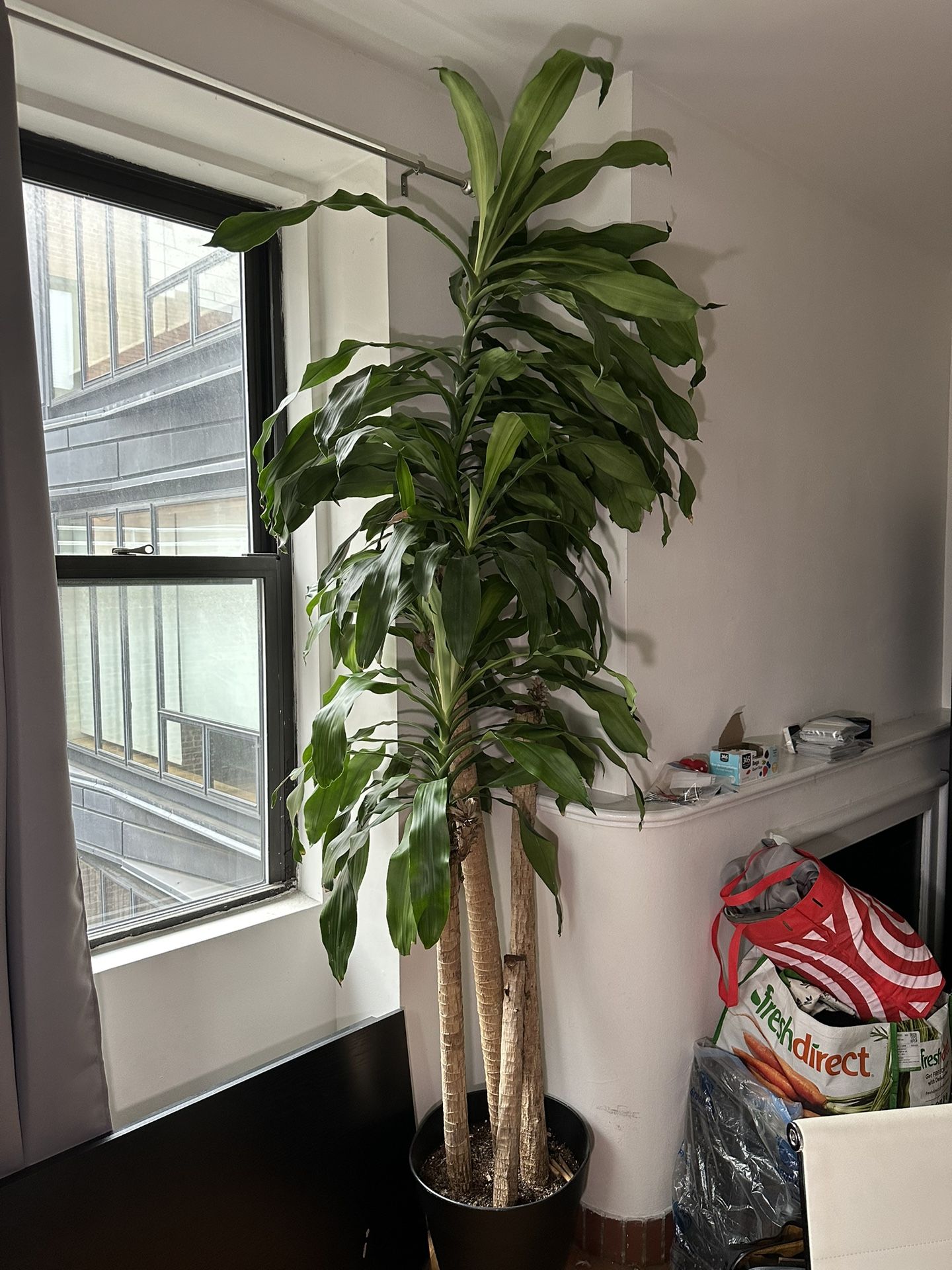 Dracanea Corn Plant