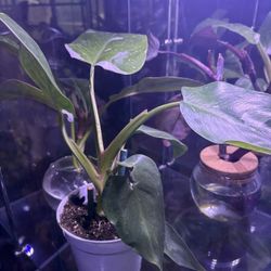 Philodendron White Princess 