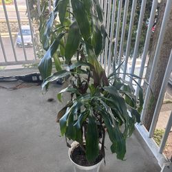 House Plant: Dracaena Corn Plant