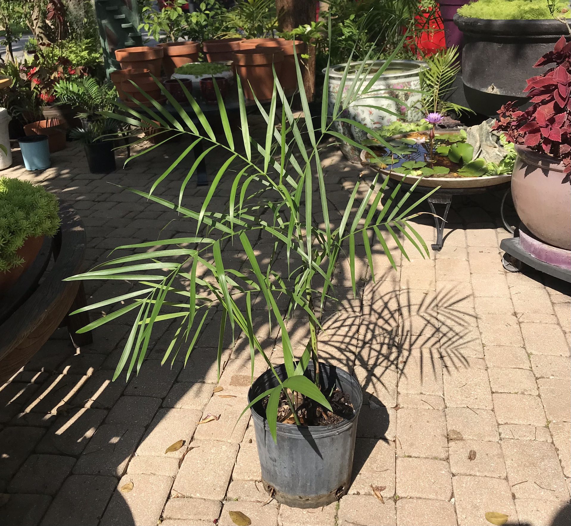 2-3’  Tall Bamboo Palms-$10 Each
