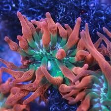 SALE! Bubble Tip Anemone $50