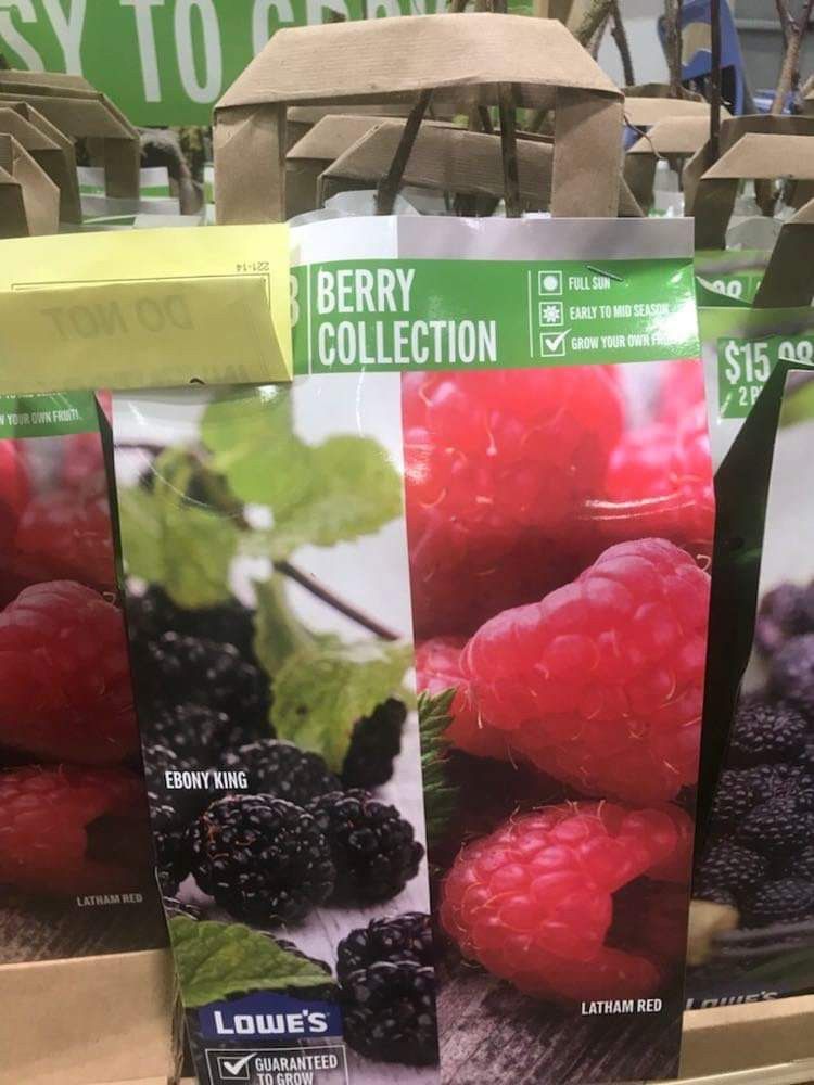 2 X Berry Collection Seedling Plants 1ft Ready To Plant
