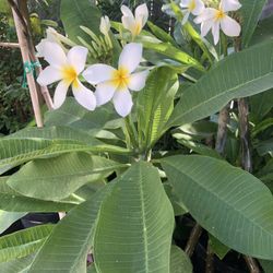 Plumeria flower