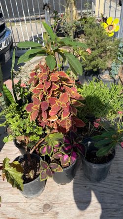 Plantas naturales