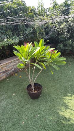 Plumeria plant with 10 tips and flowers