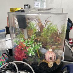 Tetra Half Moon Fish tank