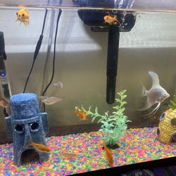 Fish Tank 20 Gallon With All U See