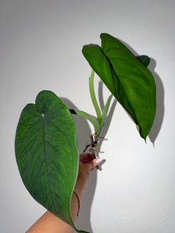 Syngonium Chiapense top cutting