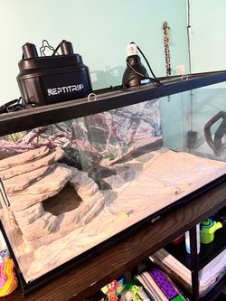 Bearded Dragon Accessories