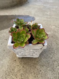 Succulents small pot
