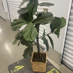 3’ Fiddle Leaf 