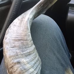 Rams Horn