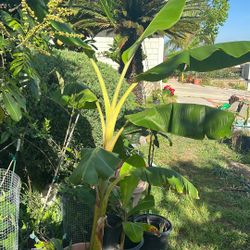 7’ Tall Banana