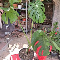 MONSTERA PLANT  ALMOST 3 FT