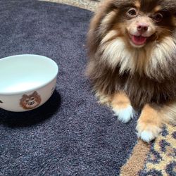 Personalized Dog Feeding Bowls