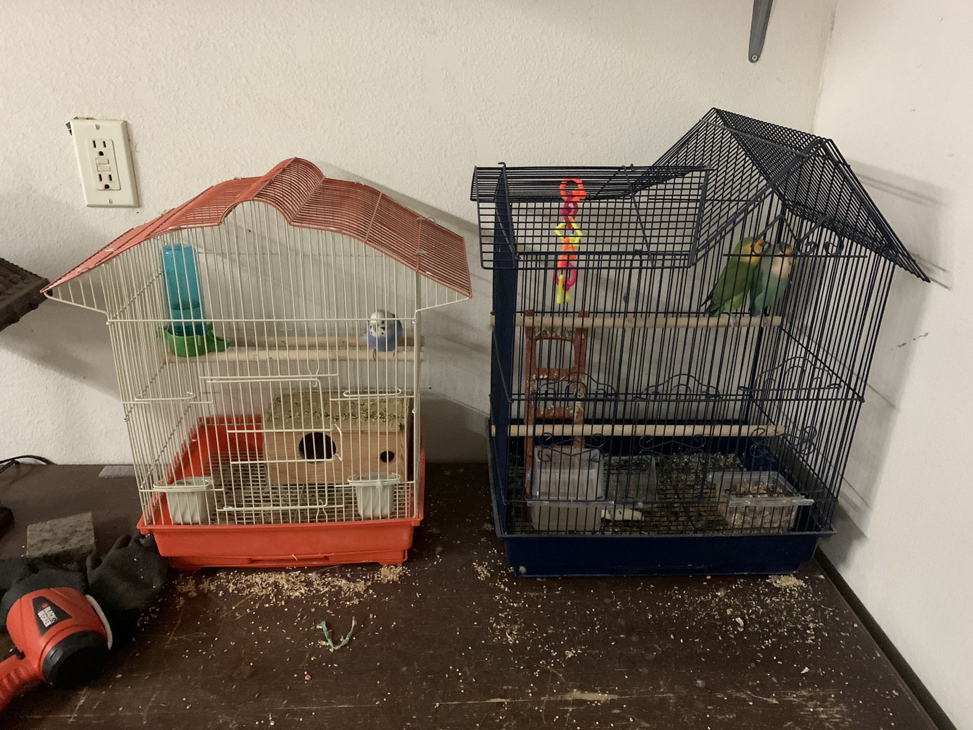 Love birds and parakeet with cage both for 125