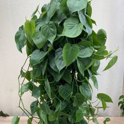 Lush Trailing Heartleaf Philodendron Plant/ House Plant/ Indoor Plant Flower Patio Garden 