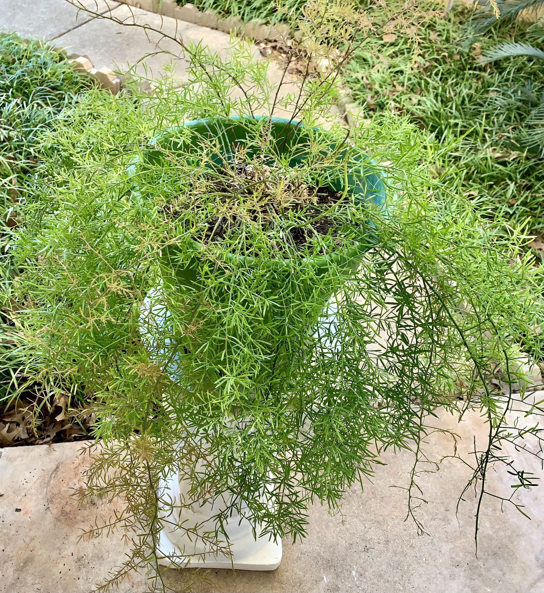 Live Asparagus Plant