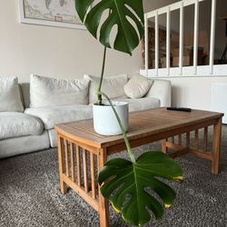 Monstera Potted Plant (real)