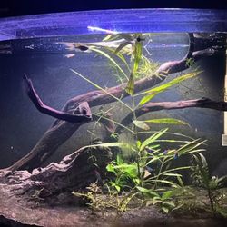 39 gallon Bowfront Planted aquarium 