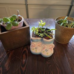Plants In Pots