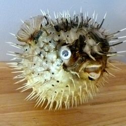 Porcupine fish 6 - 8" dried taxidermy dried sea life curiosities oddities beach decor ocean teaching tool curios