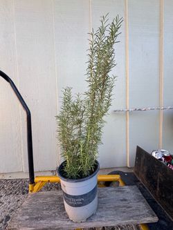 Rosemary