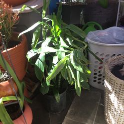 Hermosa Planta de Sombra