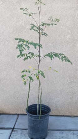 Moringa tree
