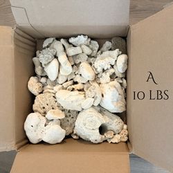 Coral Reef Fossils from Florida Beach