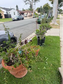 Free plants