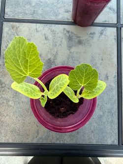 Yellow squash seedlings