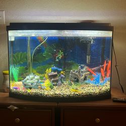 55 Gallon Bow front Aquarium