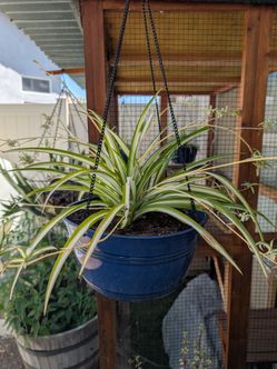 Spider Plants