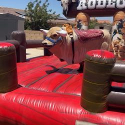 Rodeo bull