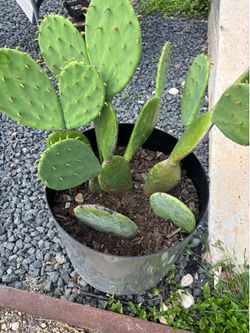 Spineless Cactus