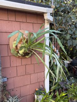 Perky Beautiful Staghorn Fern With Lots Of Babies