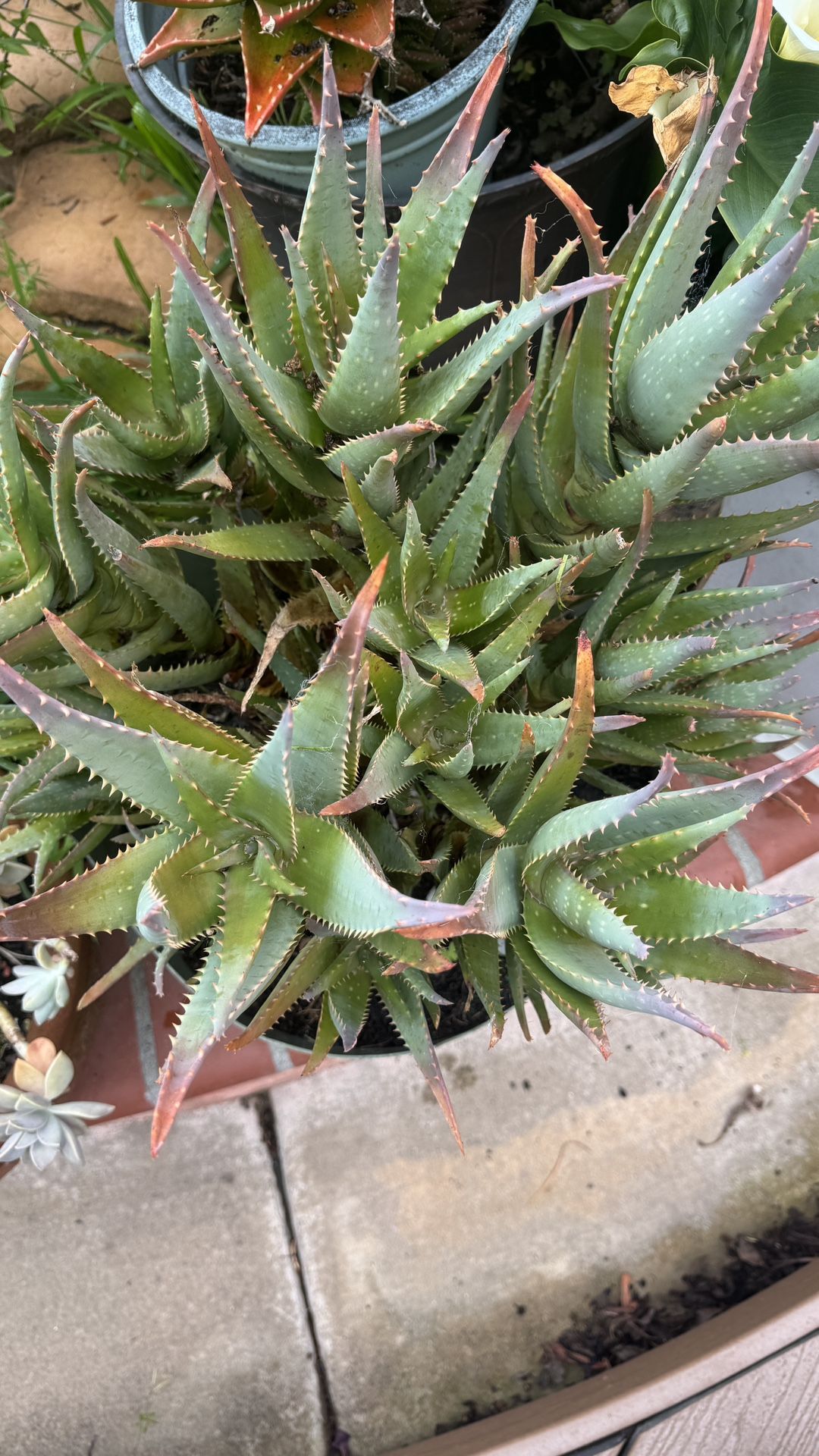 aeonium jade aloe vera