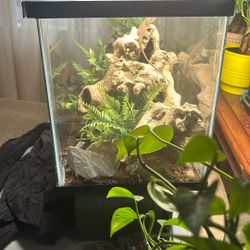 10 Gallon Terrarium Set Up