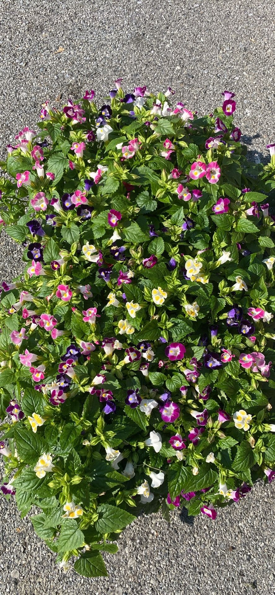 Torenia