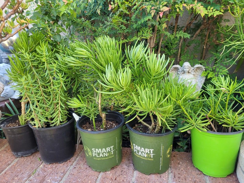 Landscaping Succulent Plant @$5 each