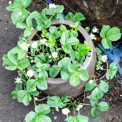 Loaded Strawberry Pot Is Bursting With Flowers 