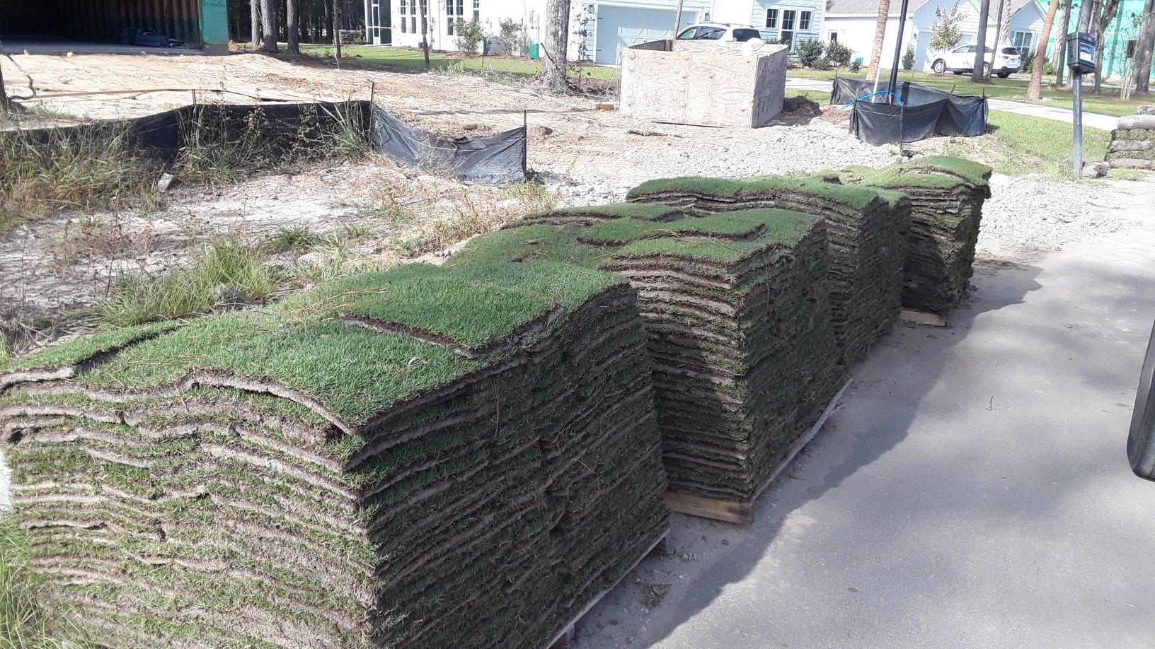 Seashore paspalum sod