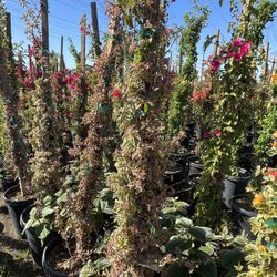 Bougainvillea 