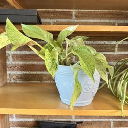 Houseplants